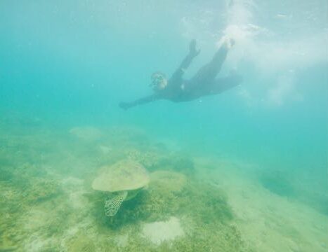 snorkeling with sea turtles on the great barrier reef on an australia cruise