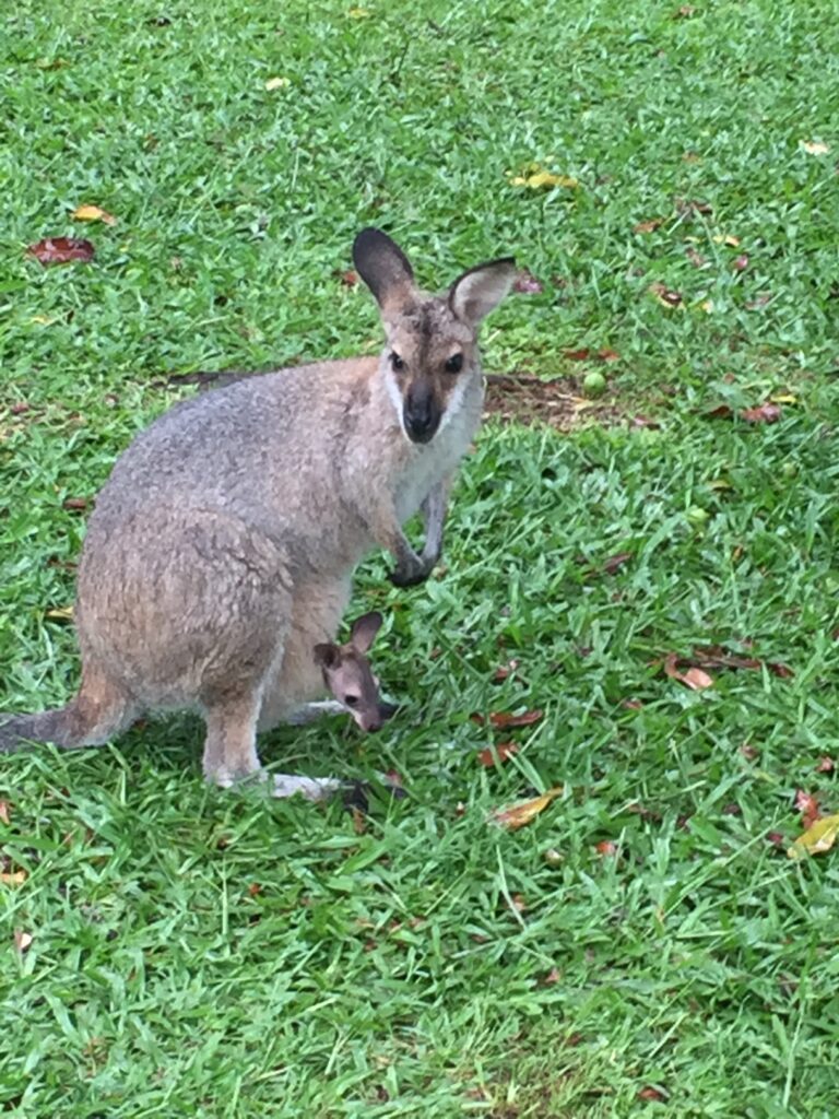 kangaroo in Australia while on a cruise