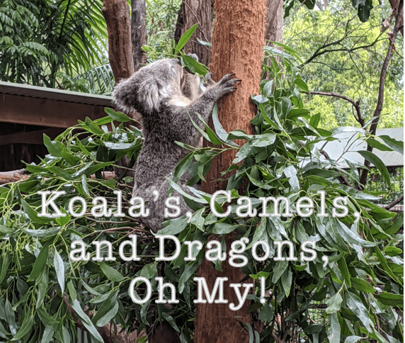 Koala’s, Camels, and Dragons, Oh My!