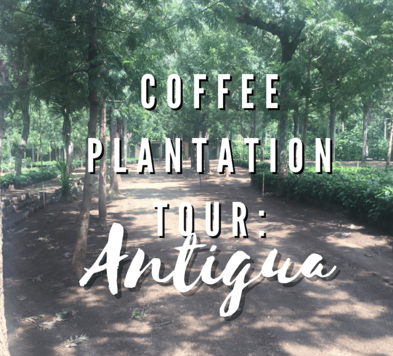 Coffee Plantation Tour in Angtigua