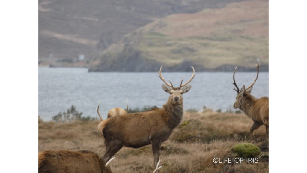 Stags in front of a loch while on Scotland's North Coast 500