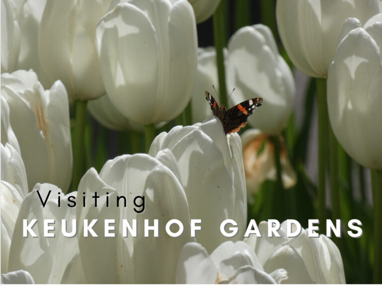 Visiting Keukenhof Gardens