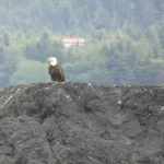 Eagle in Alaska