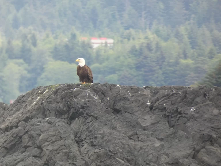 Eagle in Alaska